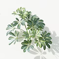 Vibrant Green Plant With Palmate Leaves On White Background And Shadow
