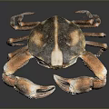 Orange and White Crab with Large Claws and Body Displayed on Dark Background with Reflection