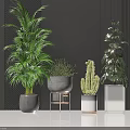 Indoor Potted Plants with Green Cactus Light String in Gray White Pots on Metal Stand