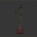Decorative Potted Plant with Curved Trunk Green Leaves in Red Pot