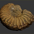 Chi chrysanthemum stone ancient fossil stone chrysanthemum fossil items 3d model