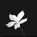 Beautiful White Flower with Delicate Petals and Green Stem Against Black Background