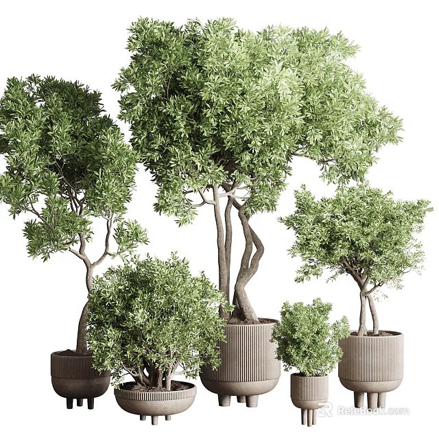 Bonsai Plants With Curved Trunk And Lush Green Leaves In Various Sized Pots 3d model 