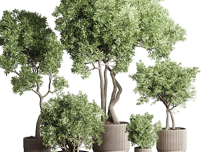 Bonsai Plants With Curved Trunk And Lush Green Leaves In Various Sized Pots 3d model