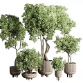 Bonsai Plants With Curved Trunk And Lush Green Leaves In Various Sized Pots