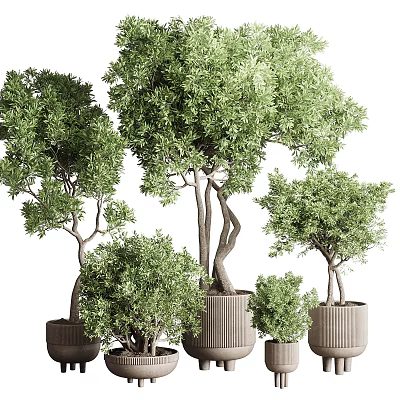 Bonsai Plants With Curved Trunk And Lush Green Leaves In Various Sized Pots 3d model