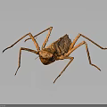 Brown Praying Mantis With Long Thin Legs And Textured Body On Dark Background