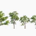 Various Arbor Trees With Lush Green Foliage And Brown Trunks