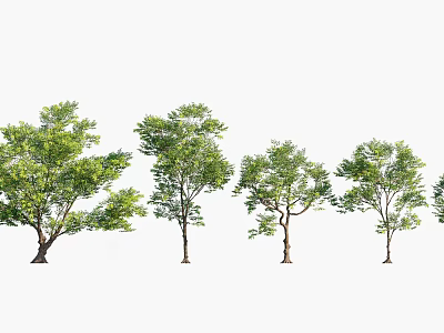 Various Arbor Trees With Lush Green Foliage And Brown Trunks 3d model