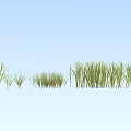 Green Grass With Various Heights And Densities Arranged In A Row On Light Blue Background