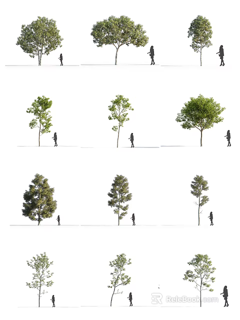 Various Tree Species With Different Crown Shapes And People For Scale Reference 3d model