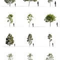 Various Tree Species With Different Crown Shapes And People For Scale Reference 3d model