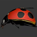 Red Ladybug With Black Spots Spread Golden Wings On Dark Background With Reflection 3d model