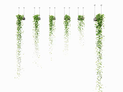Multiple Hanging Basket Plants With Trailing Green Vines For Interior Decor 3d model
