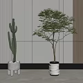 Bonsai Potted Plants with Cactus and Leafy Tree in White Pots for Modern Interior Decor