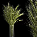 Decorative Green Wheat Stems In Ribbed Glass Vase On Black Background
