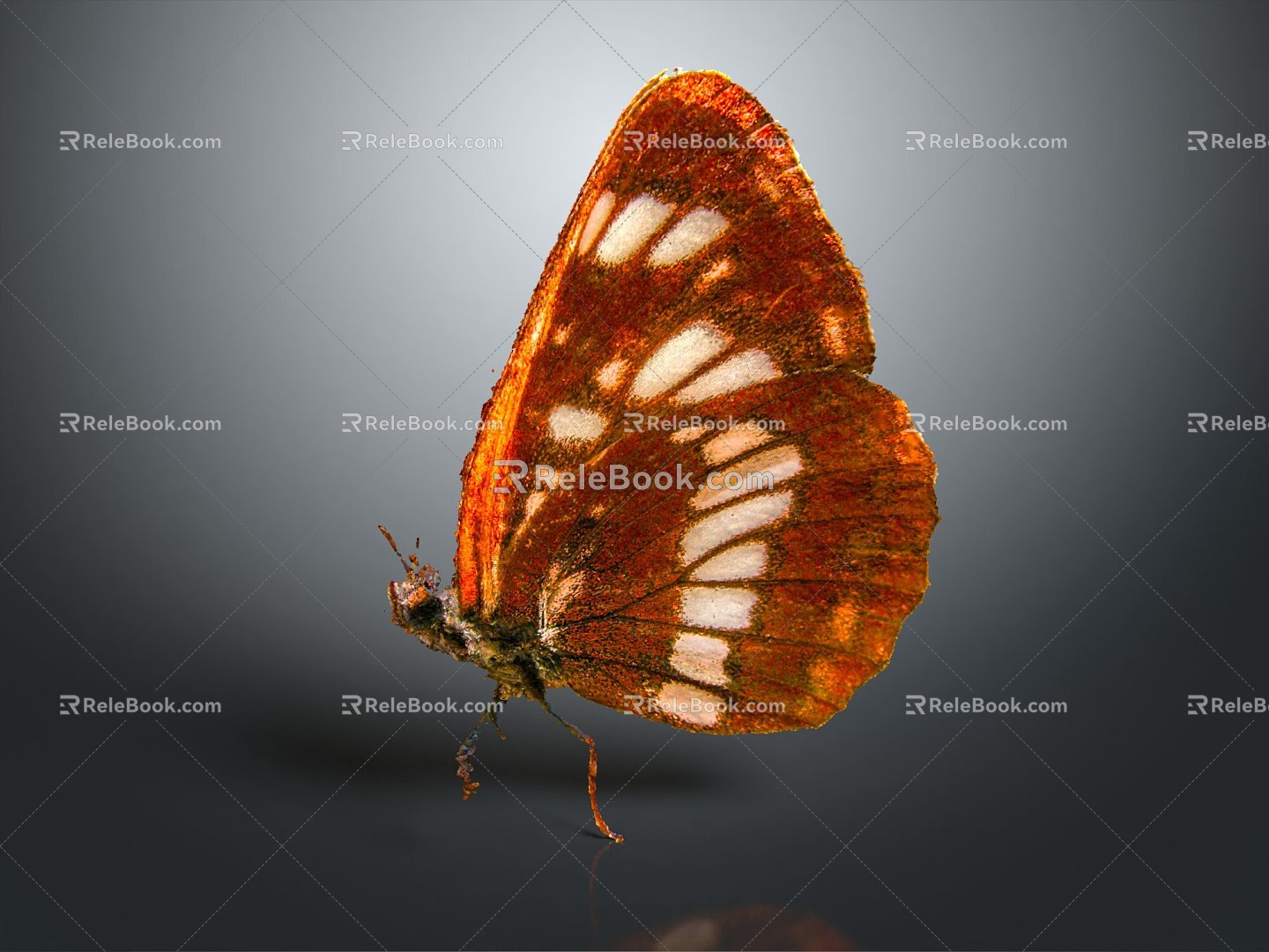 Modern Butterfly Colourful Butterfly Tabby Butterfly Leaf Butterfly Flying Animal Flying Insect 3d model