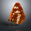 Orange Red Butterfly With White Spots On Wings Standing On Dark Background