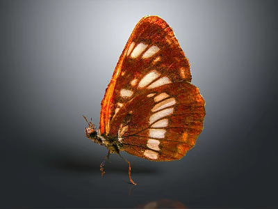 Orange Red Butterfly With White Spots On Wings Standing On Dark Background 3d model Orange Red Butterfly With White Spots On Wings Standing On Dark Background 3d model
