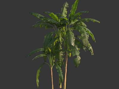 Tall Green Arbor With Lush Foliage And Vibrant Leaves In Outdoor Space 3d model