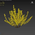 Vibrant Yellow Flowering Shrub With Lush Branches And Blossoms On Dark Background
