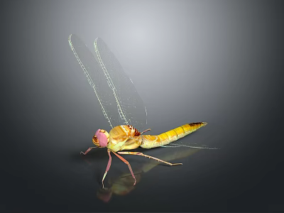 Vibrant Dragonfly With Yellow Brown Body Transparent Wings Red Eyes On Dark Background With Reflection 3d model