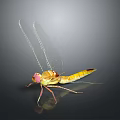 Vibrant Dragonfly With Yellow Brown Body Transparent Wings Red Eyes On Dark Background With Reflection