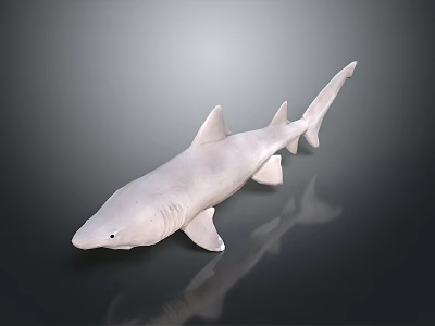 Realistic White Shark Aquatic Animal Model With Reflection On Dark Background 3d model