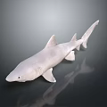 Realistic White Shark Aquatic Animal Model With Reflection On Dark Background 3d model