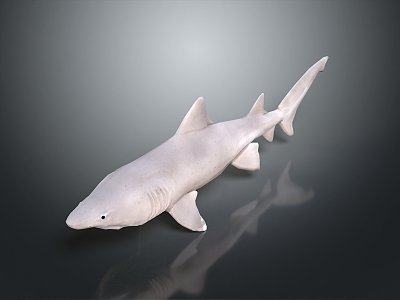 shark great white shark whale shark hammerhead shark tiger head shark man-eating shark blue shark coral red coral white coral 3d model