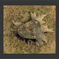 Natural Wood Tree Stump With Visible Annual Rings And Exposed Roots On Grass