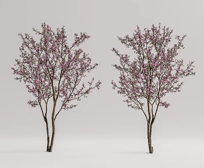 Two Trees With Slender Trunks Bearing Pink Blooming Blossoms Against Gray Background 3d model