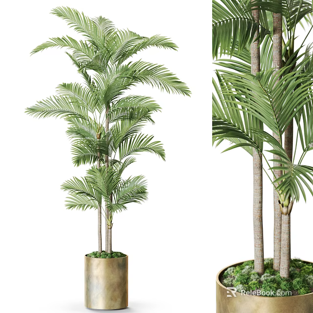 Indoor Potted Palm Plant Featuring Green Leaves And Multiple Trunks In Decorative Pot 3d model 