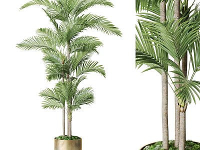 Indoor Potted Palm Plant Featuring Green Leaves And Multiple Trunks In Decorative Pot 3d model