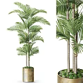Indoor Potted Palm Plant Featuring Green Leaves And Multiple Trunks In Decorative Pot