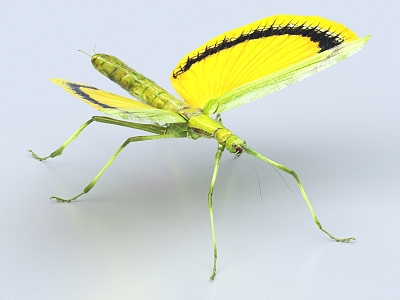 yellow umbrella stick insect stick insect 3d model