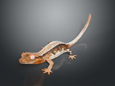 Reptile Gecko With Brown And White Body Red Eyes And Long Tail 3d model