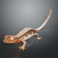 Lizard Anime Lizard Cartoon Lizard Reptile Cold Blooded Animal Reptile 3d model
