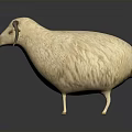 White Sheep With Curved Horns And Fluffy Wool On Dark Background Displaying Smooth Reflection