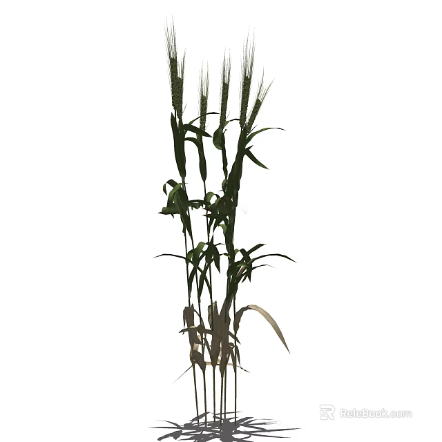 Tall Green Grass Plants With Long Leaves And Stems In Garden 3d model 
