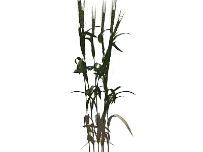 Tall Green Grass Plants With Long Leaves And Stems In Garden 3d model