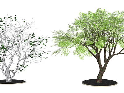 Arbor Comparison Between Black And White Line Drawing And Green Leafy Lush Foliage 3d model