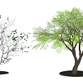 Arbor Comparison Between Black And White Line Drawing And Green Leafy Lush Foliage