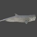 Detailed Prehistoric Shark Head Model With Sharp Teeth And Realistic Skin