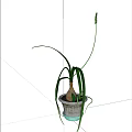Bonsai Plant With Long Green Leaves In White Pot And Bulbous Root Against White Background