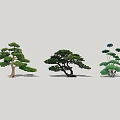 Ornamental Arbor Trees With Varied Shapes Lush Foliage And Artistic Pruning