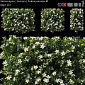 Decorative Ornament Set Featuring Green Plants and White Flowers for Home Decor