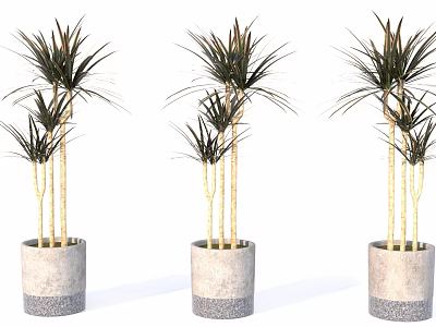 Three Bonsai Potted Plants with Slender Stems Radial Leaves in Gray Cylindrical Pots 3d model