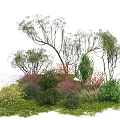 Colorful Shrubs In Natural Landscape With Various Foliage And Lush Greenery