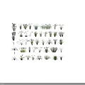 Diverse Collection of Ornamental Grasses and Flowers with Various Shapes and Textures